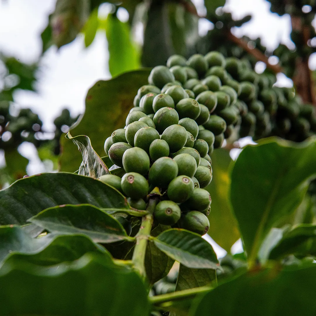 Green coffee cherries ripening on a coffee plant