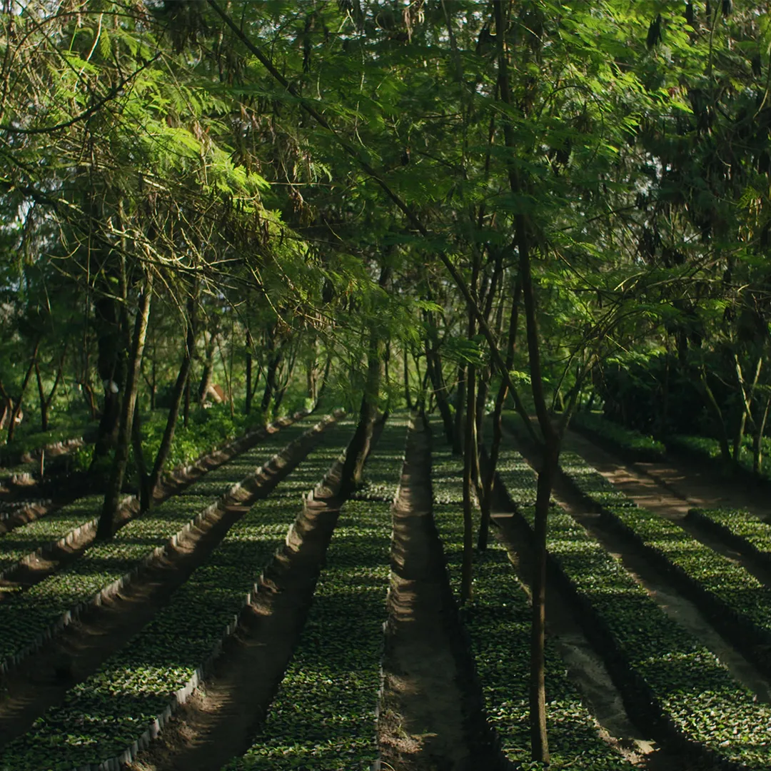 Rows of coffee plants growing under shade trees